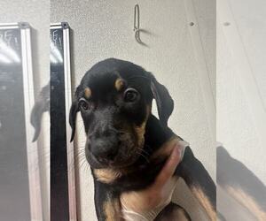 Black and Tan Coonhound-Rottweiler Mix Dogs for adoption in Evansville, IN, USA