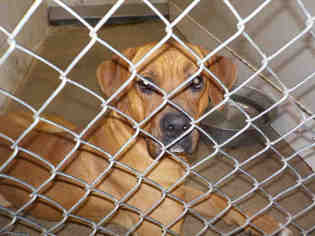 Boxer Dogs for adoption in Temple, TX, USA