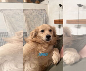 Spaniel-Unknown Mix Dogs for adoption in Chico, CA, USA