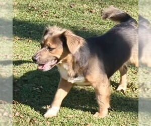 Pembroke Welsh Corgi-Unknown Mix Dogs for adoption in McCormick, SC, USA