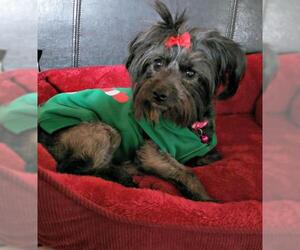 Cairn Terrier-Unknown Mix Dogs for adoption in Redondo Beach, CA, USA