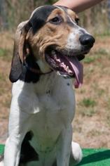 Treeing Walker Coonhound-Unknown Mix Dogs for adoption in Potsdam, NY, USA