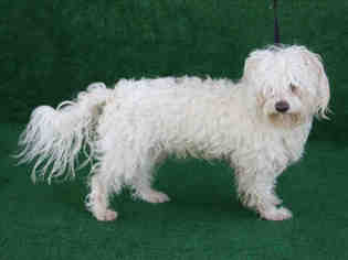 Maltese Dogs for adoption in Hanford, CA, USA