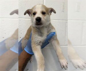 Siberian Husky-Unknown Mix Dogs for adoption in San Bernardino, CA, USA