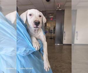 Great Dane-Unknown Mix Dogs for adoption in San Antonio, TX, USA