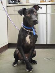 Labrador Retriever Dogs for adoption in Colfax, IL, USA