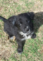 Border Collie-Unknown Mix Dogs for adoption in Tuttle, OK, USA