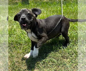 Bulldog-Labrador Retriever Mix Dogs for adoption in Tarrytown, GA, USA