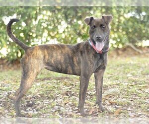 Mutt Dogs for adoption in Tavares, FL, USA