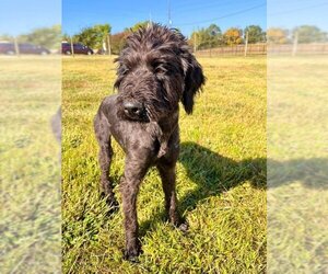 Goldendoodle (Miniature) Dogs for adoption in Pacolet, SC, USA