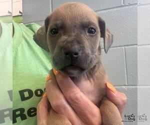 Labrador Retriever-Unknown Mix Dogs for adoption in Washington, DC, USA