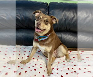 Australian Shepherd-Unknown Mix Dogs for adoption in Spring Lake, NJ, USA