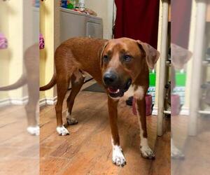 Redbone Coonhound-Unknown Mix Dogs for adoption in Royse City , TX, USA