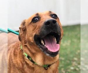 Labrador Retriever Dogs for adoption in Silver Spring, MD, USA