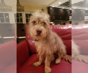 Cairn Terrier-Unknown Mix Dogs for adoption in Deerfield Beach, FL, USA