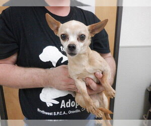 Chihuahua-Unknown Mix Dogs for adoption in Oroville, CA, USA