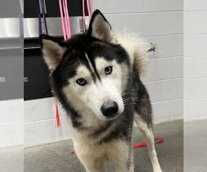 Siberian Husky Dogs for adoption in St. Cloud, FL, USA