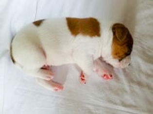 Redbone Coonhound-Unknown Mix Dogs for adoption in DeLand, FL, USA
