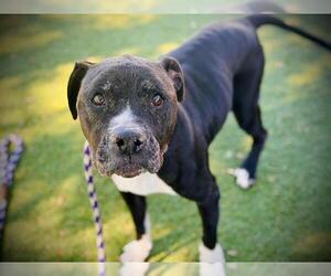 American Pit Bull Terrier Dogs for adoption in Orlando, FL, USA