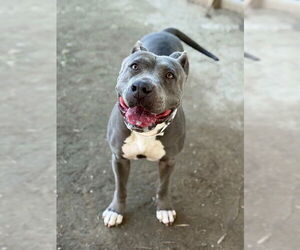 Mutt Dogs for adoption in Riverside, CA, USA