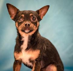 Medium Photo #1 Chihuahua Puppy For Sale in Walnutport, PA, USA