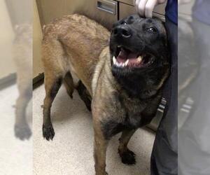 Mutt Dogs for adoption in Riverside, CA, USA