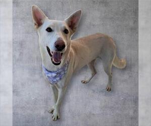 - Mix Dogs for adoption in Bakersfield, CA, USA