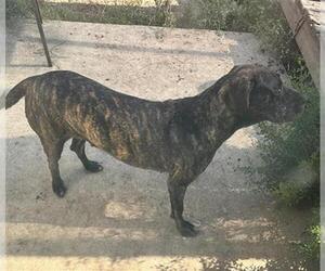 American Staffordshire Terrier Dogs for adoption in San Antonio, TX, USA