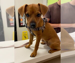 Chihuahua Dogs for adoption in Rancho Cucamonga, CA, USA