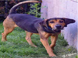 Bloodhound Dogs for adoption in Ogden, UT, USA