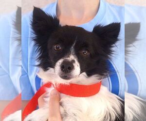 Papillon Dogs for adoption in Carrollton, TX, USA