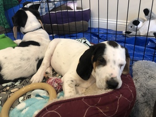 Bagle Hound Dogs for adoption in Roxboro, NC, USA