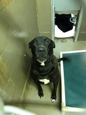 Labrador Retriever-Unknown Mix Dogs for adoption in Green Bay, WI, USA