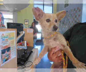Chion Dogs for adoption in Santa Maria, CA, USA