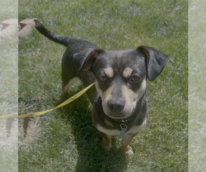 Chiweenie Dogs for adoption in Bellevue, WA, USA