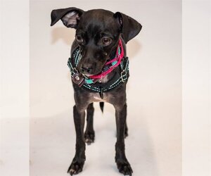 Medium Photo #1 Chiweenie Puppy For Sale in Princeton, MN, USA