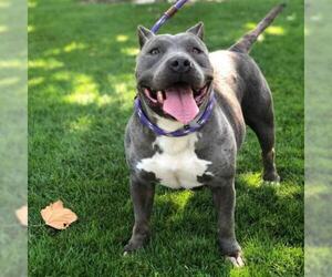 American Pit Bull Terrier Dogs for adoption in Pleasant Hill, CA, USA