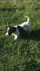 Schweenie Dogs for adoption in Georgetown, KY, USA