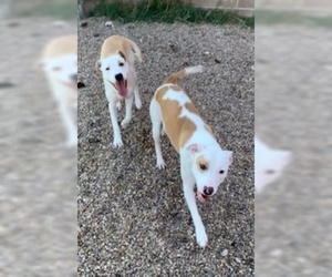 Pointer-Unknown Mix Dogs for adoption in Pampa, TX, USA