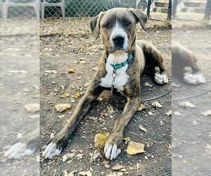 Dogo Argentino Dogs for adoption in Santa Barbara, CA, USA