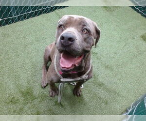 Mutt Dogs for adoption in Downey, CA, USA