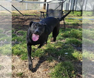 Mutt Dogs for adoption in Rockaway, NJ, USA