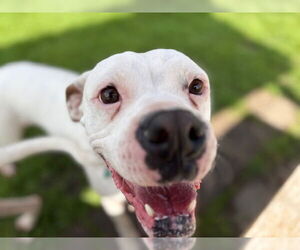 Boxer Dogs for adoption in Tulsa, OK, USA
