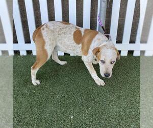 American Pit Bull Terrier-Australian Cattle Dog Mix Dogs for adoption in Modesto, CA, USA