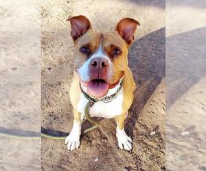 American Staffordshire Terrier Dogs for adoption in Chandler, AZ, USA