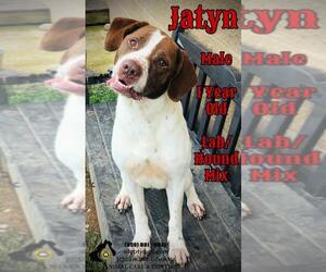 Lab-Pointer Dogs for adoption in Nicholasville, KY, USA