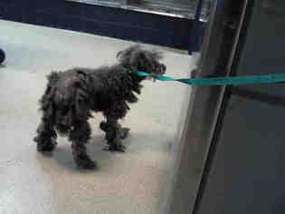 Poodle (Miniature) Dogs for adoption in Charlotte, NC, USA