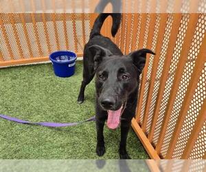German Shepherd Dog-Unknown Mix Dogs for adoption in Las Vegas, NV, USA