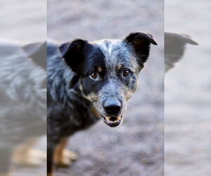 Mutt Dogs for adoption in Webster, WI, USA