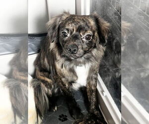 Chihuahua-Unknown Mix Dogs for adoption in Salt Lake City, UT, USA